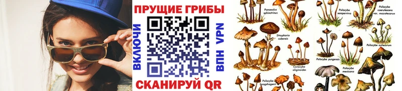 Купить Новая Усмань Псилоцибиновые грибы Psilocybe